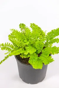 Full Adiantum pedatum in a 14cm pot on a shaded patio shelf.