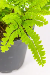 Close-up of fern fronds fanning out from slender stems.