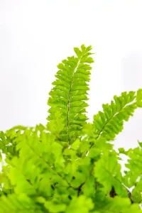 Northern Maidenhair Fern displayed indoors beside other shade-loving plants.