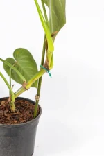 Side view showing climbing growth and elongated leaves.