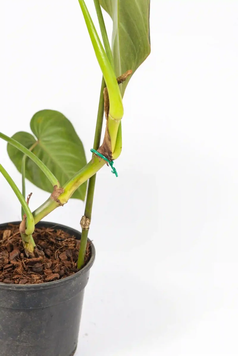 Side view showing climbing growth and elongated leaves.