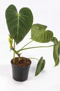Philodendron Glorious in a pot with velvety green leaves and pale veins.