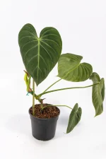 Top-down shot of mature Glorious showing detailed veining.