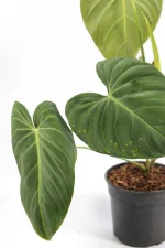 Close-up of the velvety texture on Glorious foliage.