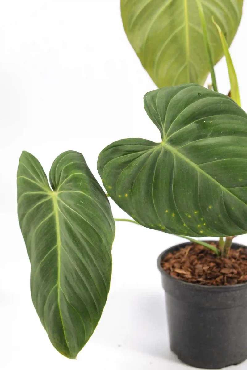 Close-up of the velvety texture on Glorious foliage.