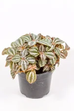 Red Pilea cadierei with silver-green leaves and red undersides in a 14cm pot.