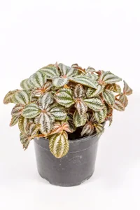 Red Pilea cadierei with silver-green leaves and red undersides in a 14cm pot.
