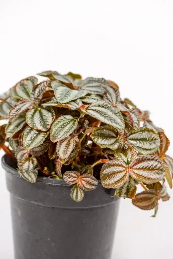 Side view showing metallic leaf pattern and compact growth habit.