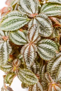 Close-up of red leaf undersides glowing in filtered light.