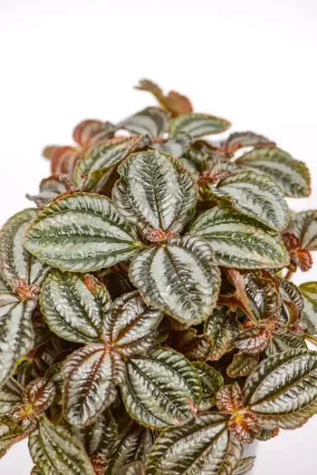 Full Red Pilea cadierei placed near a bright indoor window.