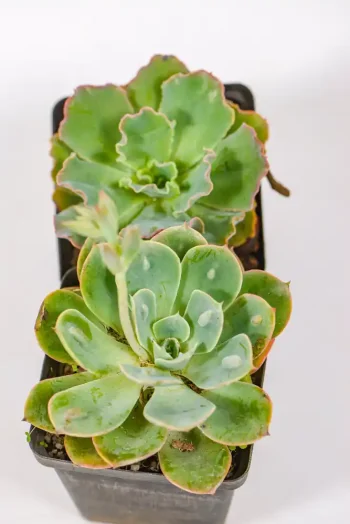Desert Rose Combo featuring Echeveria Raindrop and Blue Curls in 10cm pots.