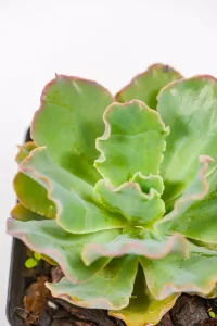Close-up of Echeveria Blue Curls with filled ended leaves