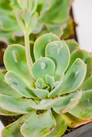 Close-up of Echeveria raindrop with rounded leaves and raised “raindrops.”