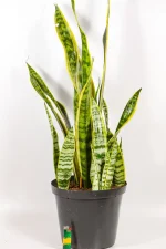 Full sized Snake PLant Laurentii in 25cm black pot