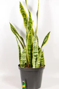 Full sized Snake PLant Laurentii in 25cm black pot