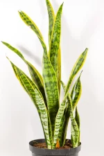 Large Sanseveria Laurentii with tall leaves