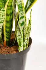 Close up of new growth in a Sanseveria Laurentii