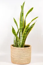 Snake plant Laurentii in a handwoven basket
