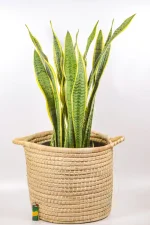 Full Sansevieria trifasciata ‘Laurentii’ placed in a woven basket on a wooden floor.