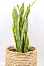 Snake Plant ‘Laurentii’ styled in a bright living room corner with natural light.