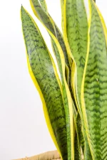 Macro shot of new leaf emerging from the centre of the plant.