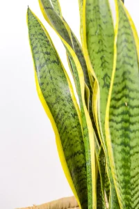 Macro shot of new leaf emerging from the centre of the plant.