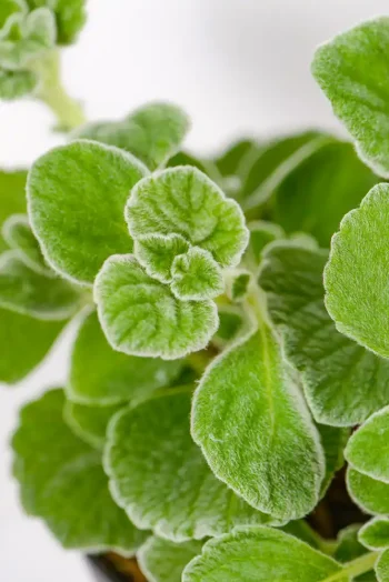 Macro shot of new shoots emerging from woody stems.