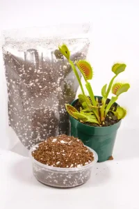 Venus Fly Trap potted into the soil blend in a small plastic pot.