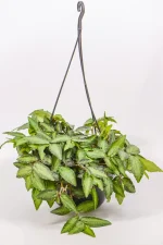 Full Watermelon Pellionia in a 23 cm hanging basket with cascading silver-striped leaves.