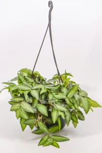 Full Watermelon Pellionia in a 23 cm hanging basket with cascading silver-striped leaves.