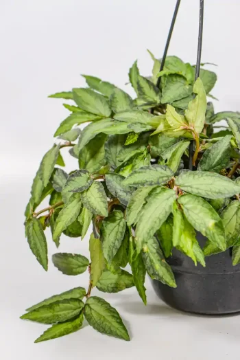 Side view showing dense trailing growth of Pellionia repens.