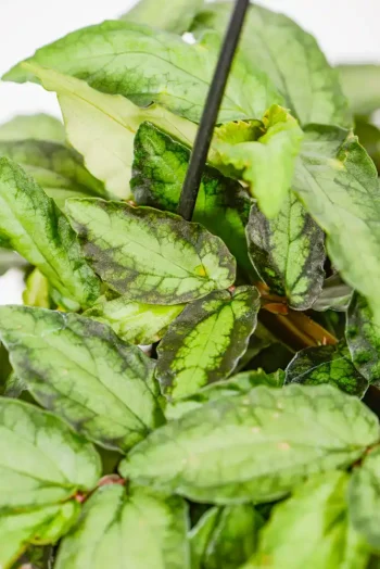 Top-down view highlighting intricate leaf patterns and compact stems.