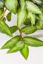 Macro shot of new shoots emerging from red-tinged stems.
