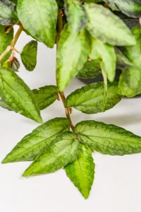 Macro shot of new shoots emerging from red-tinged stems.