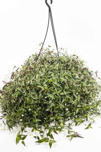 Full Tradescantia Bridal Veil in a 20cm hanging basket with cascading green foliage.