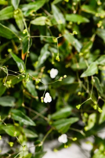 Macro shot highlighting tiny white blooms and fine leaf detail.