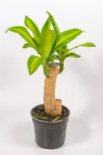 Close up of corn plant with multiple sprouts