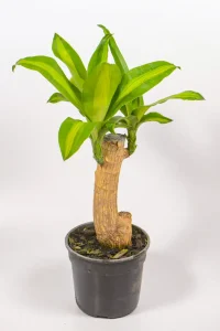 Close up of corn plant with multiple sprouts