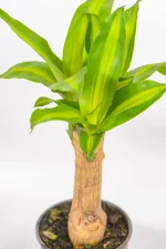 Bright yello striped leaves of a corn plant