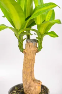 1 foot Corn plant in black pot