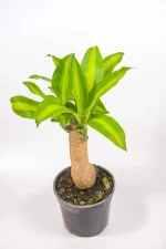Top view of a corn plant on white surface