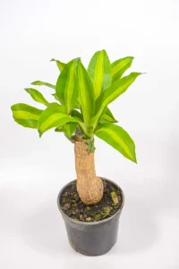 Top view of a corn plant on white surface