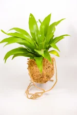 Side view showing upright fern growth and rounded kokedama form.