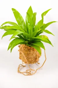 Kokedama Antiquum displayed on a dish indoors.