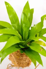 Close-up of rippled Asplenium antiquum leaves emerging from moss ball.