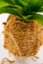 Detail of moss texture and soil core.