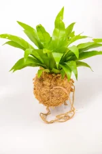 Kokedama Antiquum with Bird’s Nest Fern wrapped in moss.