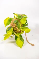 Close-up of Philodendron Brasil variegated leaves emerging from moss ball.
