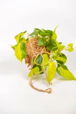 Kokedama Philodendron Brasil wrapped in moss.