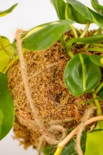 Kokedama Brasil displayed in bright indirect light.